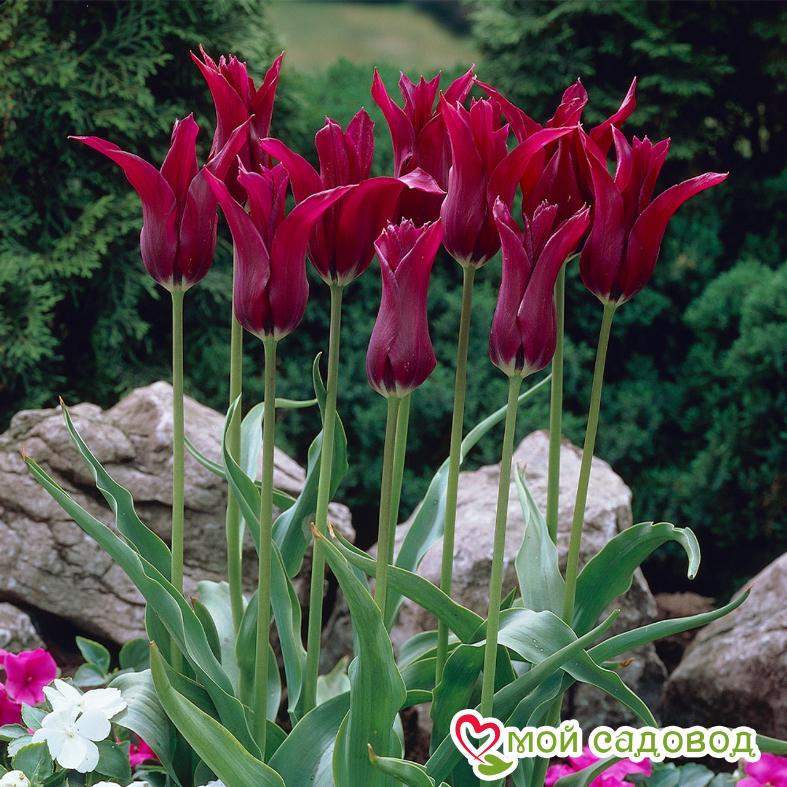 Тюльпан лилиецветный Бургунди