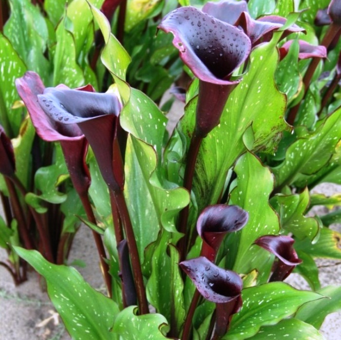 Калла Калла Блэк Стар