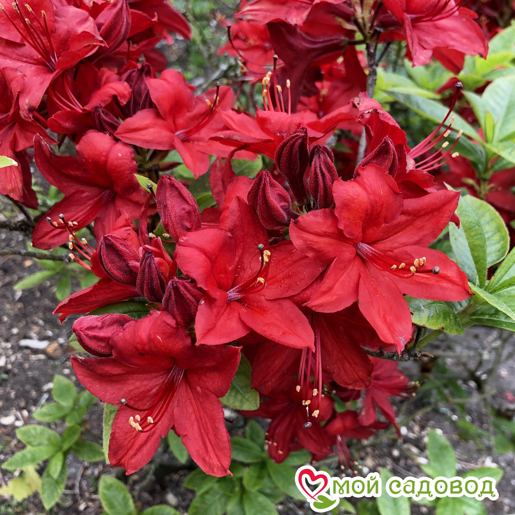 Азалия/Рододендрон листопадный алая