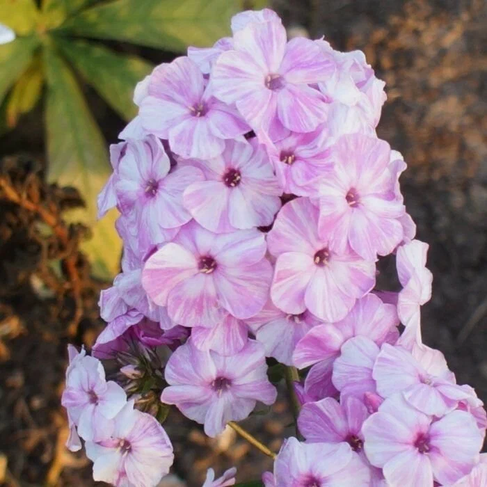 Флокс метельчатый Пикассо