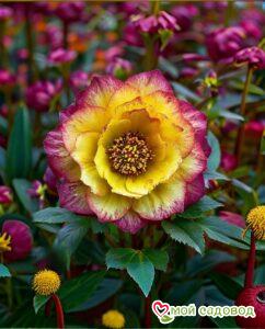 Морозник Твил Джуэл